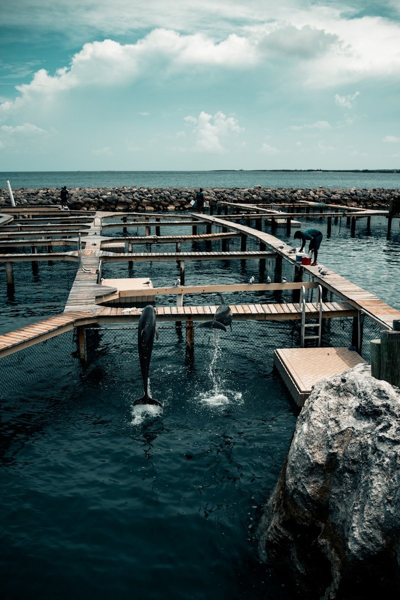 brown wooden dock over blue sea under blue sky during daytime